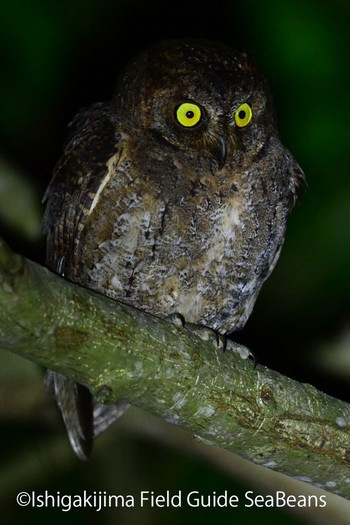 Ryukyu Scops Owl Ishigaki Island Wed, 1/8/2020