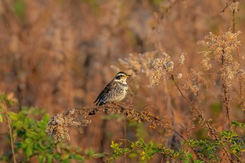 Dusky Thrush 山口県山口市 Fri, 1/3/2020