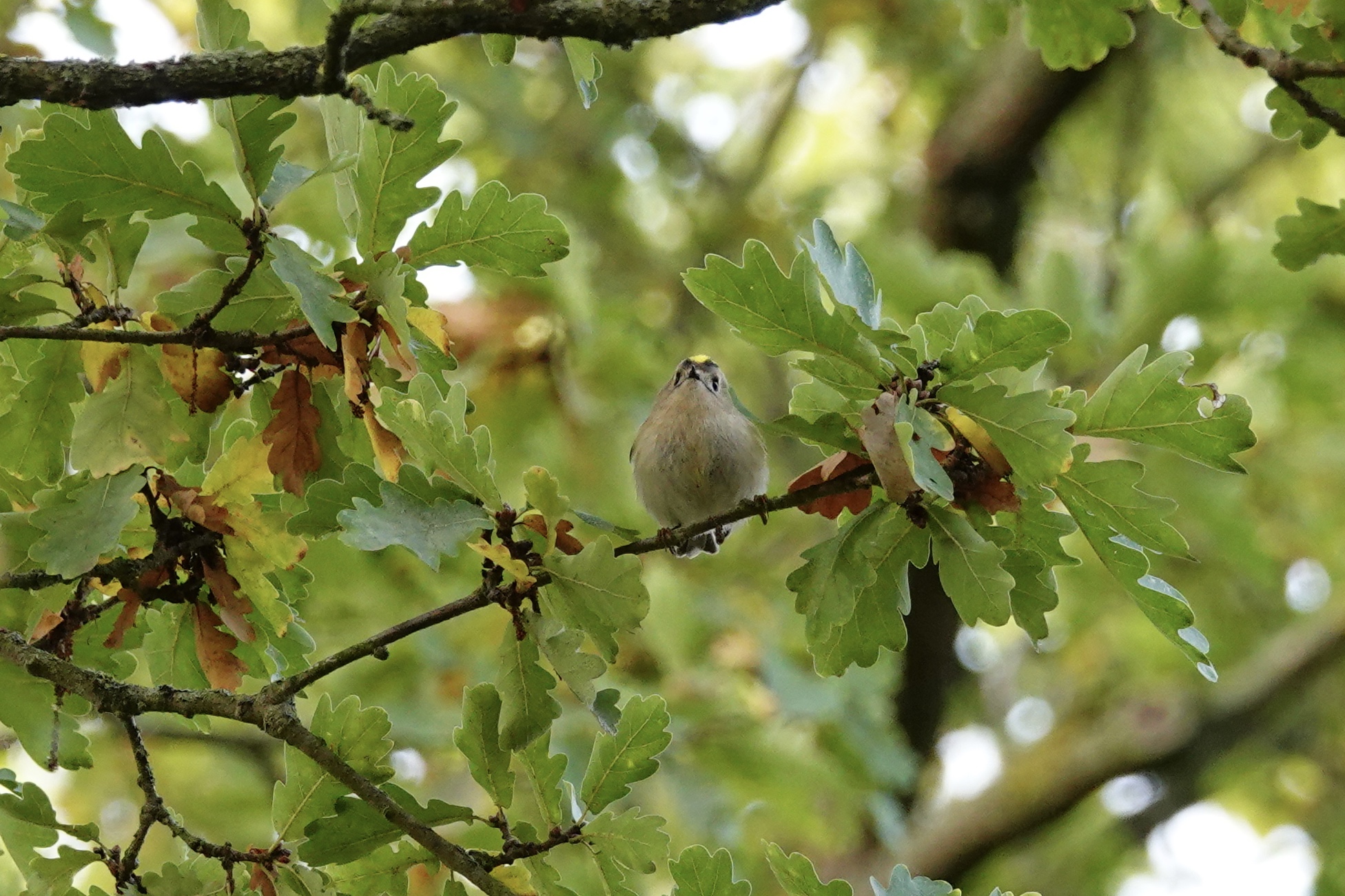 Photo of Goldcrest at Saint-Germain-en-Laye,France by のどか