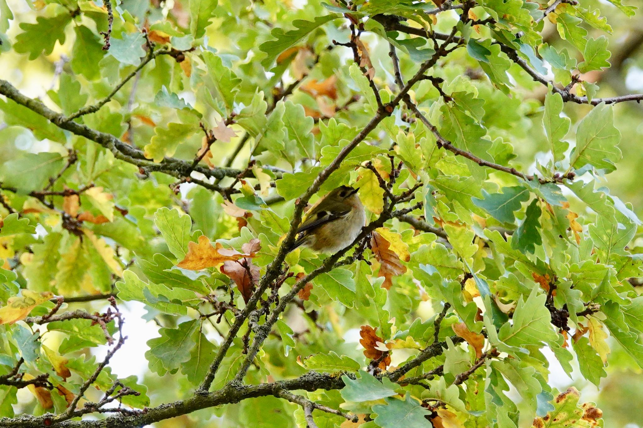 Photo of Goldcrest at Saint-Germain-en-Laye,France by のどか