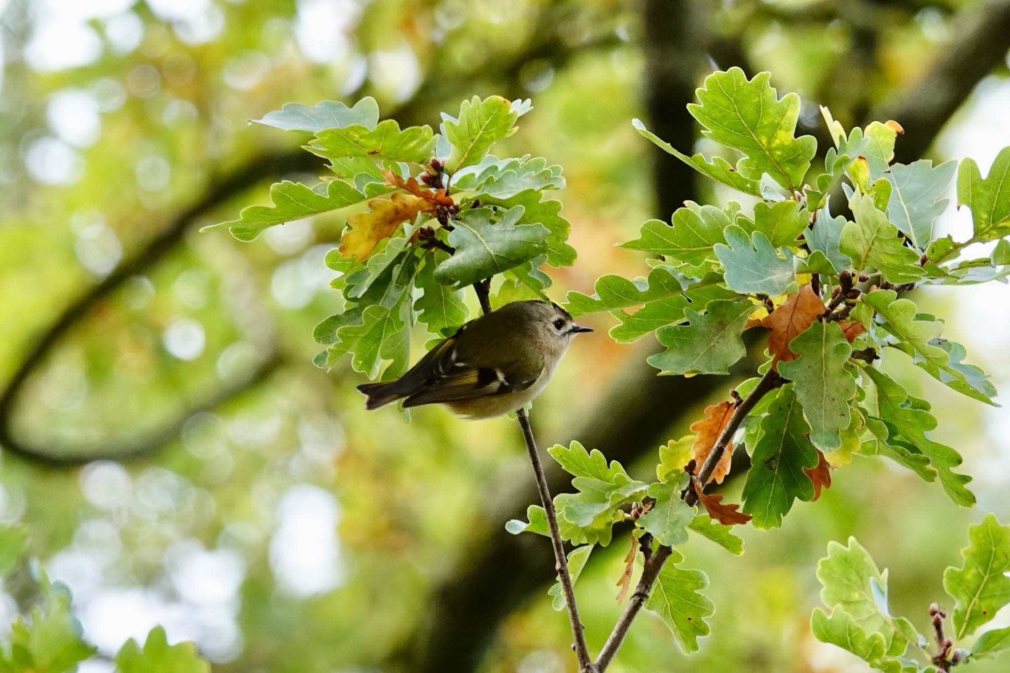 Photo of Goldcrest at Saint-Germain-en-Laye,France by のどか