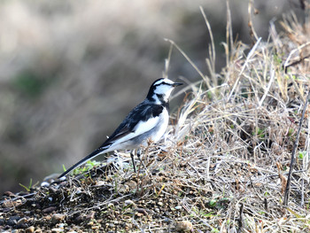 White Wagtail 京都01 Fri, 1/3/2020