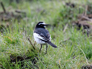 Japanese Wagtail 京都01 Fri, 1/3/2020