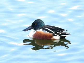 Northern Shoveler 大阪01 Sat, 1/4/2020