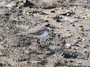 Long-billed Plover 京都01 Fri, 1/3/2020