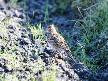 Eurasian Skylark 京都01 Thu, 1/2/2020