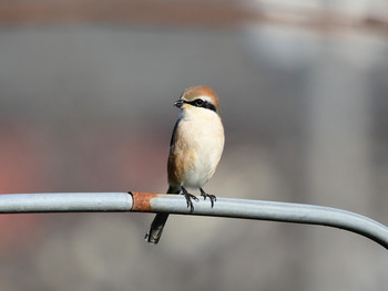 Bull-headed Shrike 京都01 Thu, 1/2/2020