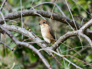 Bull-headed Shrike 大阪01 Sat, 1/4/2020