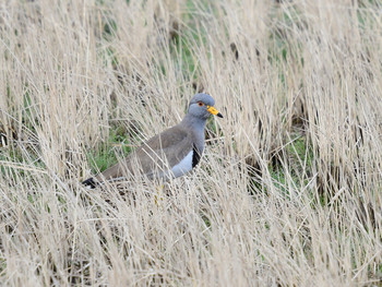 Grey-headed Lapwing 京都01 Fri, 1/3/2020