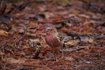 Pallas's Rosefinch 長野県（中信） Fri, 12/27/2019