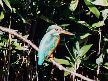 カワセミ 都筑中央公園 2020年1月9日(木)