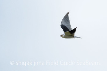 カタグロトビ 石垣島 2020年1月9日(木)