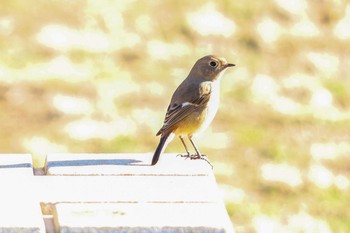 Daurian Redstart Yoyogi Park Thu, 1/9/2020