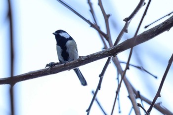 Japanese Tit 原宿駅前 Thu, 1/9/2020