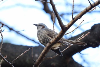 Brown-eared Bulbul Shinjuku Gyoen National Garden Thu, 1/9/2020