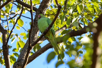 Indian Rose-necked Parakeet Yoyogi Park Thu, 1/9/2020