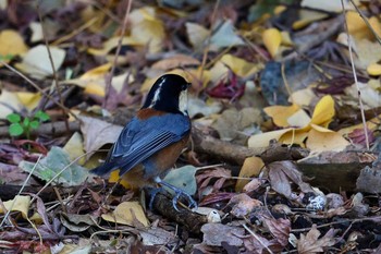 Varied Tit Shinjuku Gyoen National Garden Thu, 1/9/2020