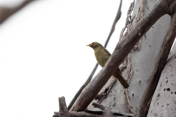 2019年12月27日(金) Lamington National Parkの野鳥観察記録