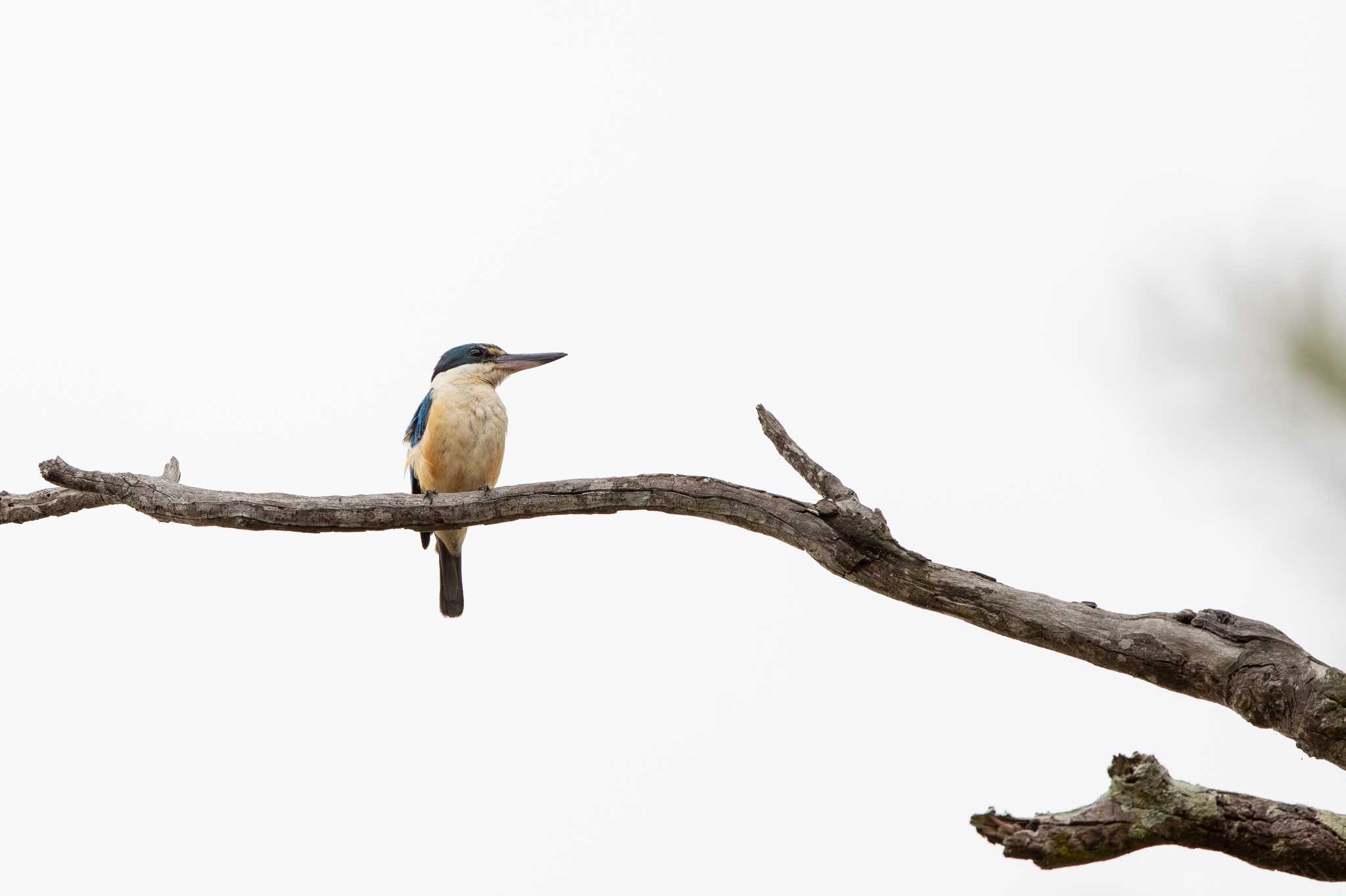 Photo of Sacred Kingfisher at Eagleby Wetlands by Trio