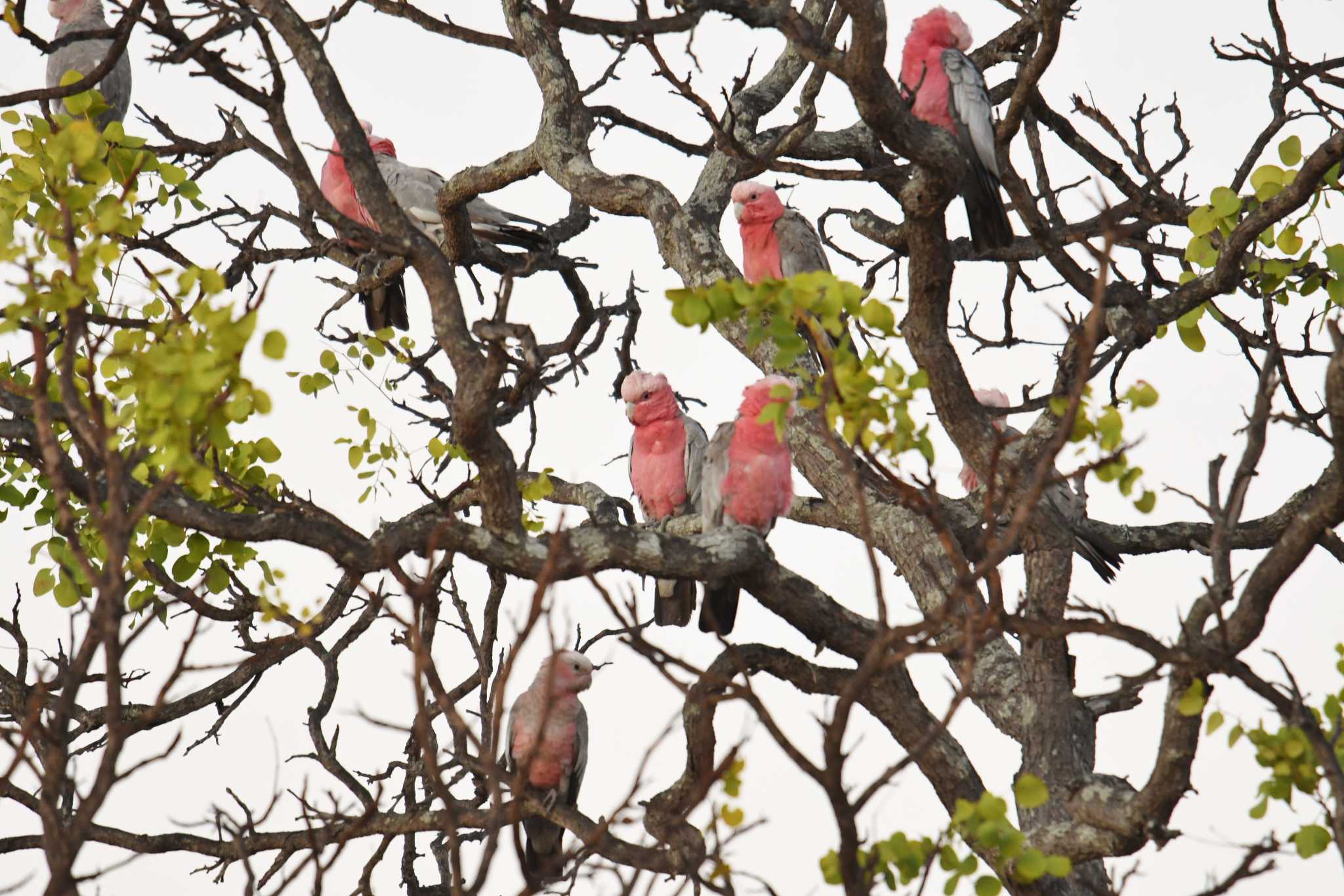 Photo of Galah at オーストラリア by あひる