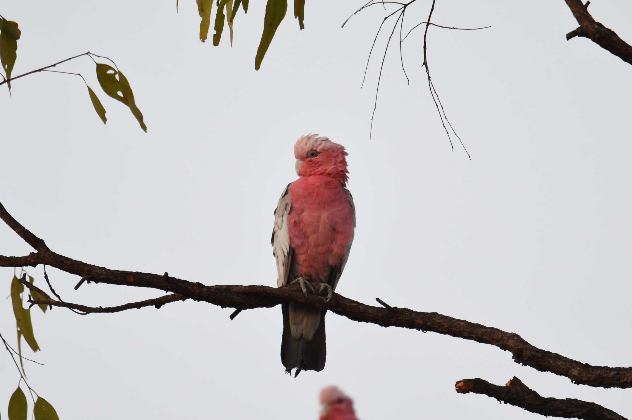 Photo of Galah at オーストラリア by あひる