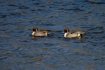 Northern Pintail 山口県下関市 Sat, 1/4/2020