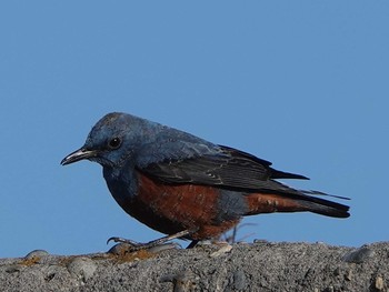 Blue Rock Thrush 田原市 Thu, 1/9/2020