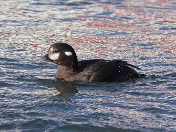 Harlequin Duck 田原市 Thu, 1/9/2020