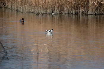 Pied Avocet