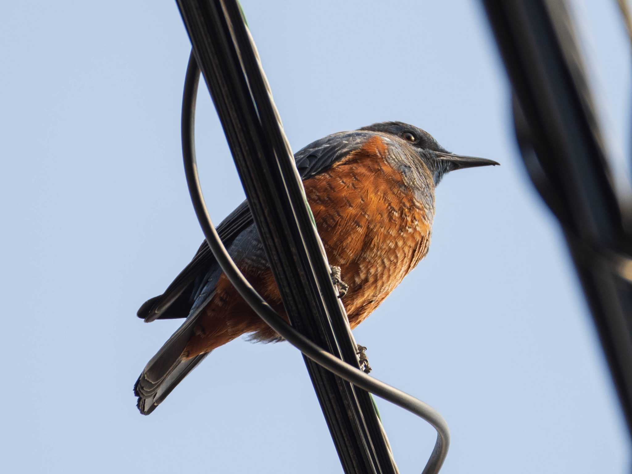 Blue Rock Thrush