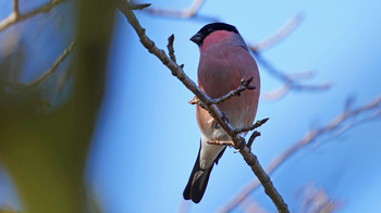 Eurasian Bullfinch(rosacea) 東京都多摩地域 Thu, 1/9/2020