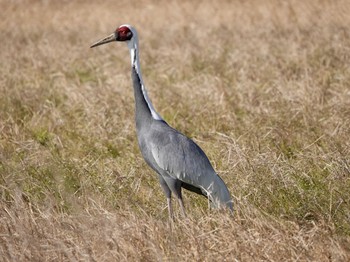 White-naped Crane Izumi Crane Observation Center Sat, 1/4/2020