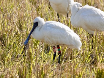 Black-faced Spoonbill Izumi Crane Observation Center Sat, 1/4/2020