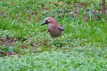 Eurasian Jay(brandtii) Saint-Germain-en-Laye,France Mon, 10/28/2019