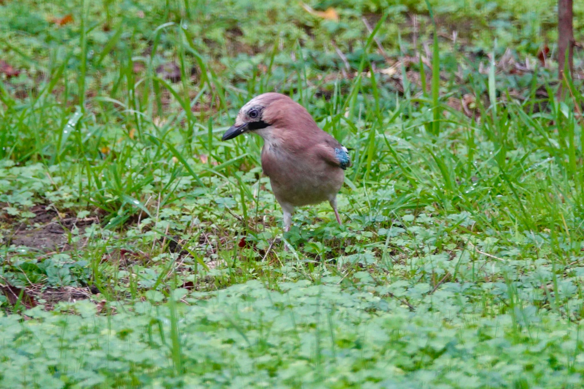 Eurasian Jay(brandtii)