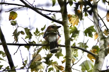 ミヤマカケス Saint-Germain-en-Laye,France 2019年10月28日(月)