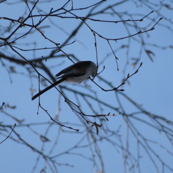 Long-tailed tit(japonicus) Makomanai Park Fri, 1/10/2020