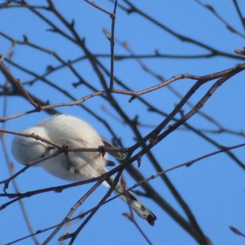 Long-tailed tit(japonicus) Makomanai Park Fri, 1/10/2020