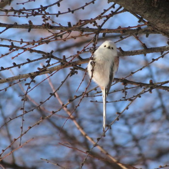 2020年1月10日(金) 円山公園の野鳥観察記録