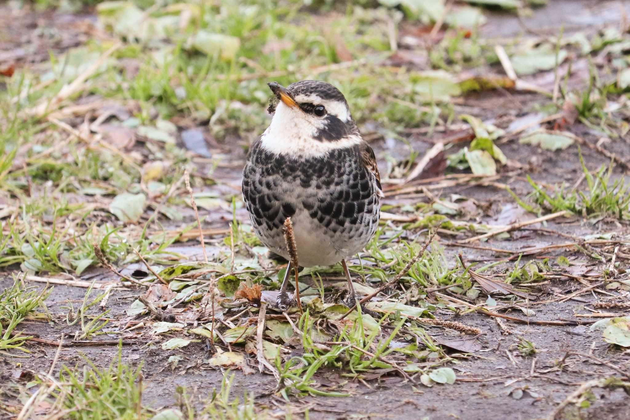 ツグミ