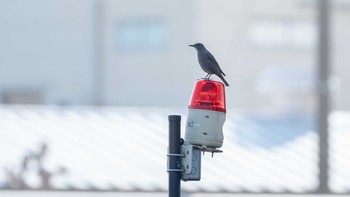 2020年1月3日(金) 相模川の野鳥観察記録