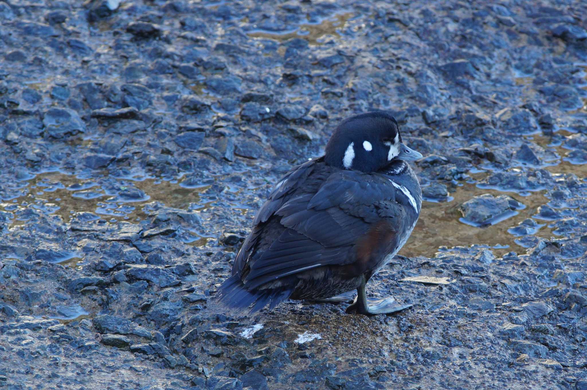 Photo of Harlequin Duck at 福島県 by bea