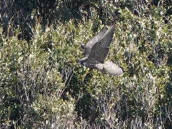 Peregrine Falcon 田原市 Thu, 1/9/2020