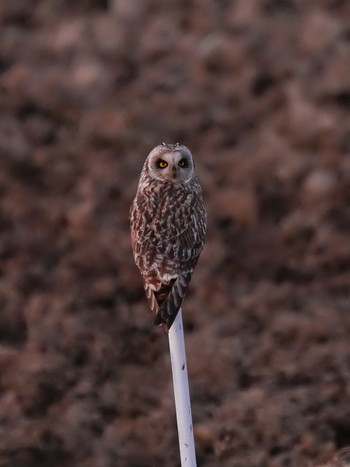 Short-eared Owl 千葉県柏市 Thu, 1/9/2020