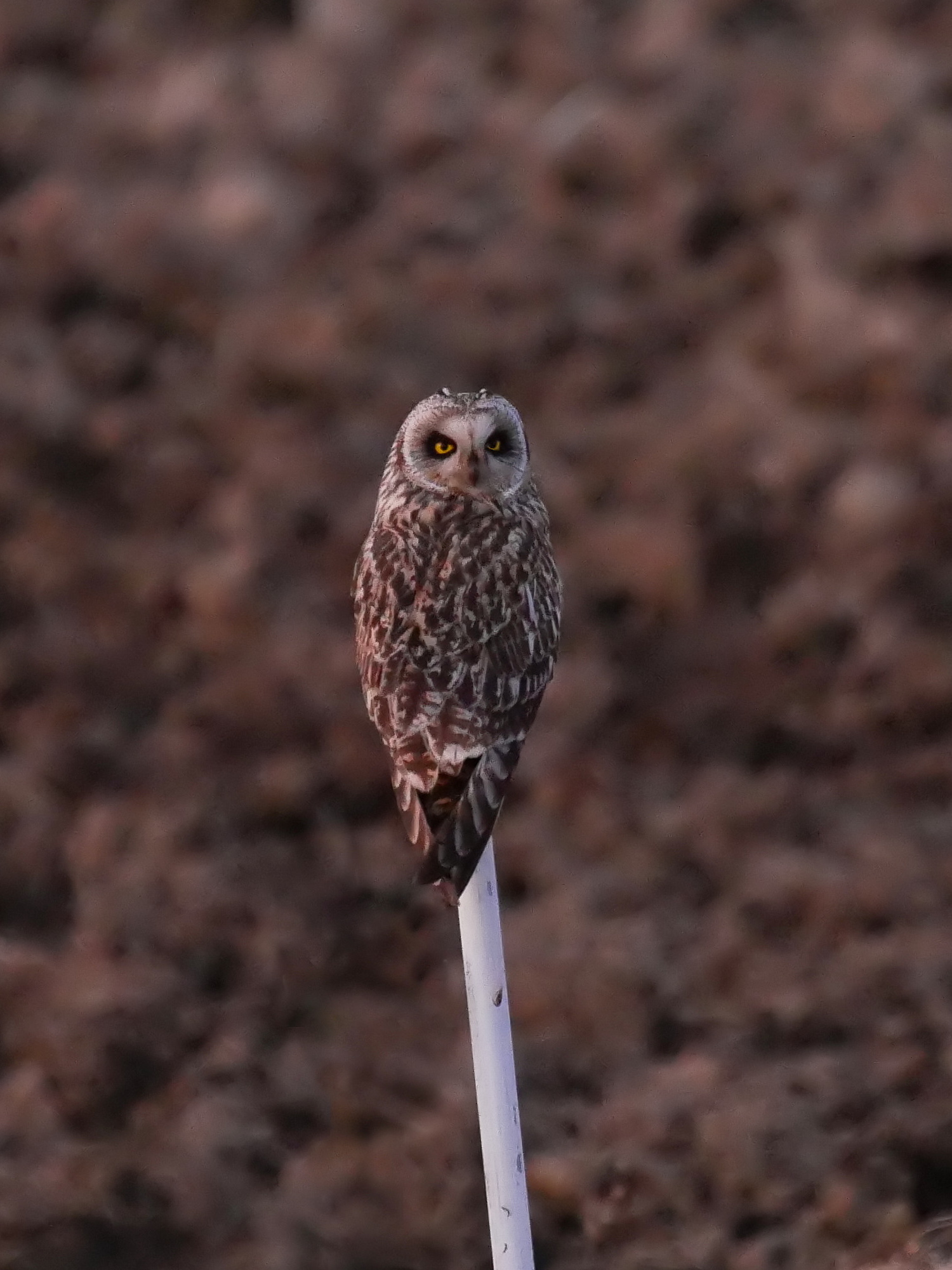 Photo of Short-eared Owl at 千葉県柏市 by のりさん