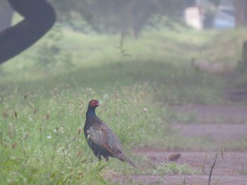 2019年8月6日(火) 秋ヶ瀬公園の野鳥観察記録