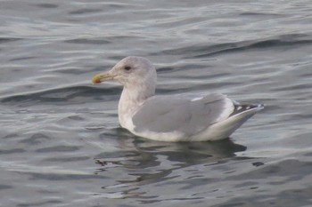 Mon, 11/11/2019 Birding report at 納沙布岬