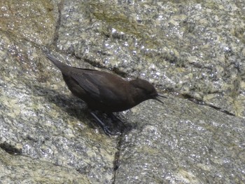 Brown Dipper 比叡山 Fri, 8/16/2019