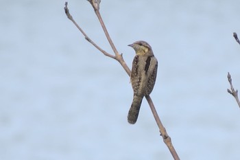 2019年10月9日(水) 芝川第一調節池(芝川貯水池)の野鳥観察記録