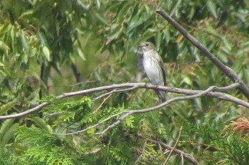 2019年10月6日(日) 伊佐沼の野鳥観察記録